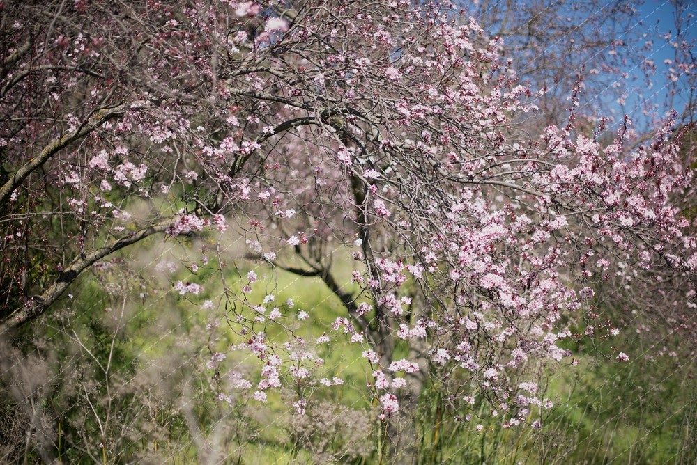 Blooming Pink Cherry Tree Digital Wallpaper for Desktop & Mobile  -image