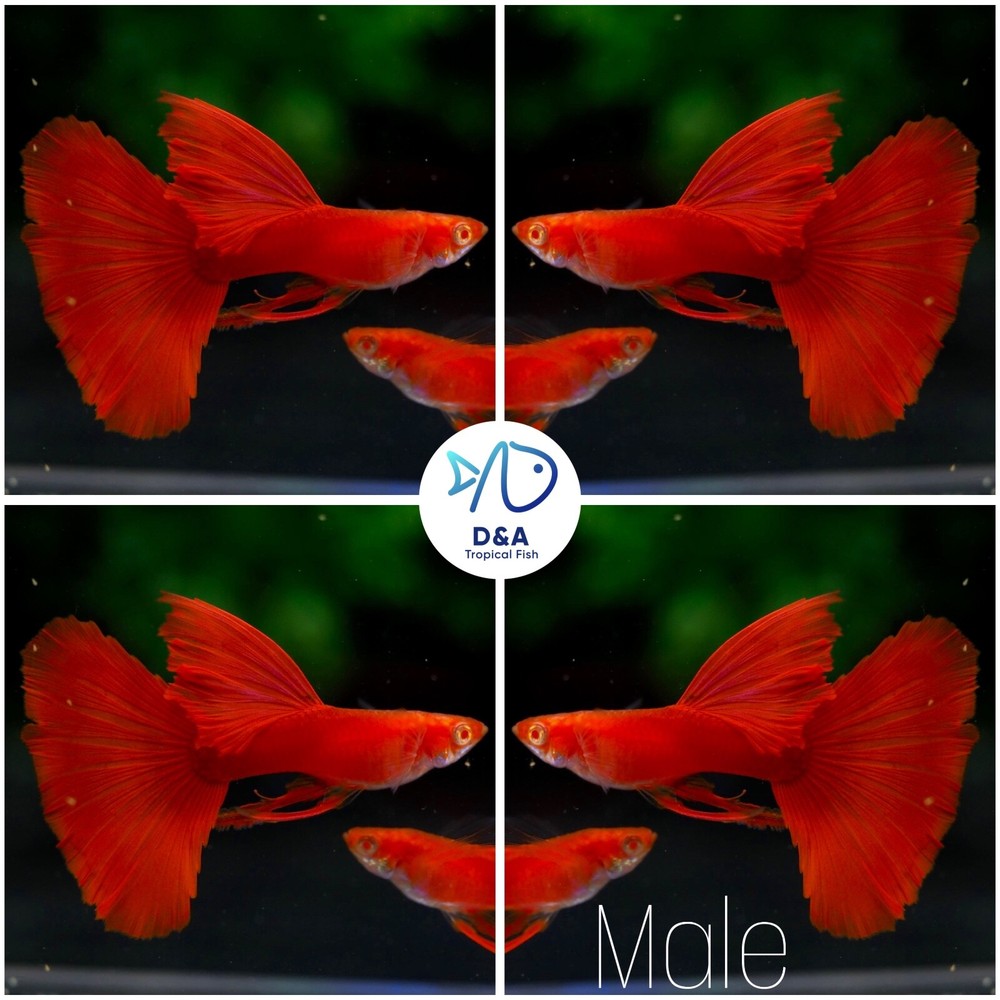 1 Male - Live Aquarium Guppy Fish High Quality - Albino Full Red Ribbon.