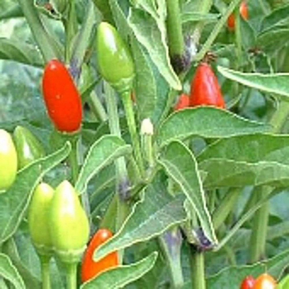 25 Seeds Numex Bailey Piquin Hot Peppers Seeds (More Heirloom Organic Non GMO Ve