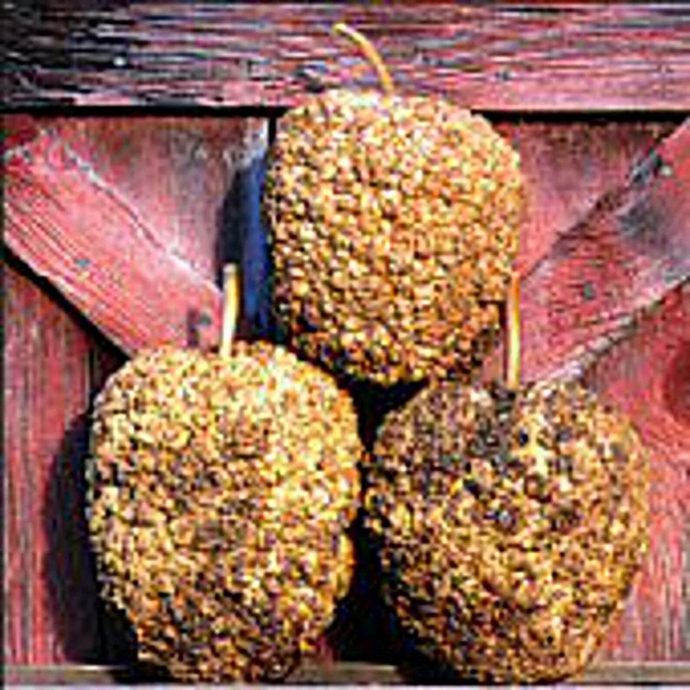 25 Seeds Bule Gourds Seeds (More Heirloom Organic Non GMO Vegetable Fruit Herb F