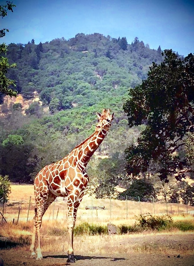 Solitary Giraffe Standing Serenely by a Tree
