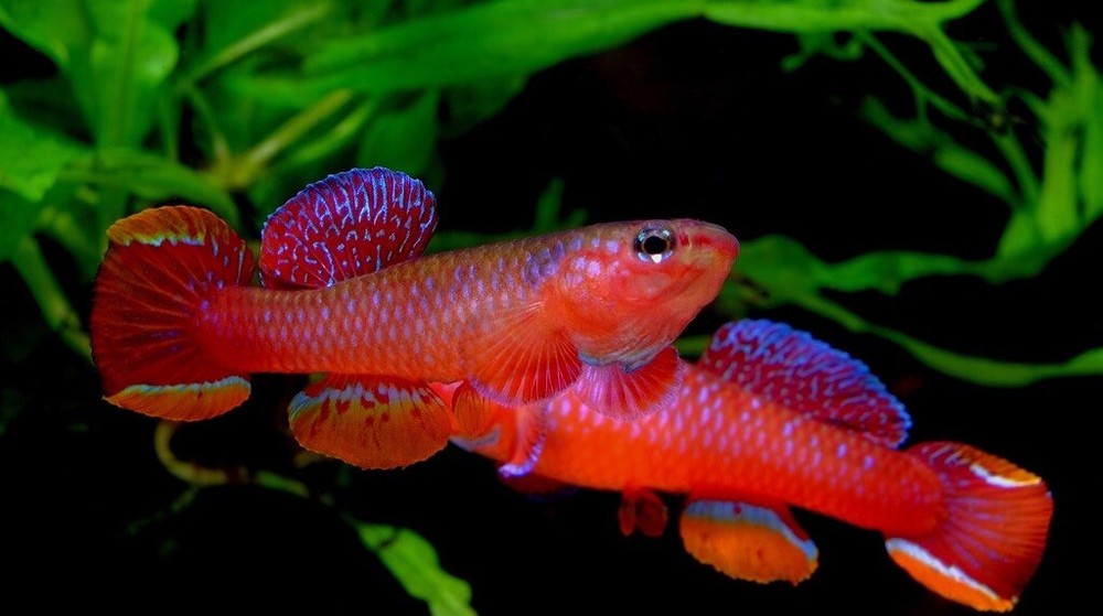 DIAPTERON FULGENS LEC 93/7 Killifish Eggs 15 Count Extremely Rare Tropical Fish