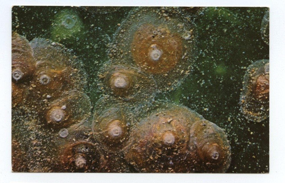 Scale Insects Sevin Insecticide Business Advertising Postcard