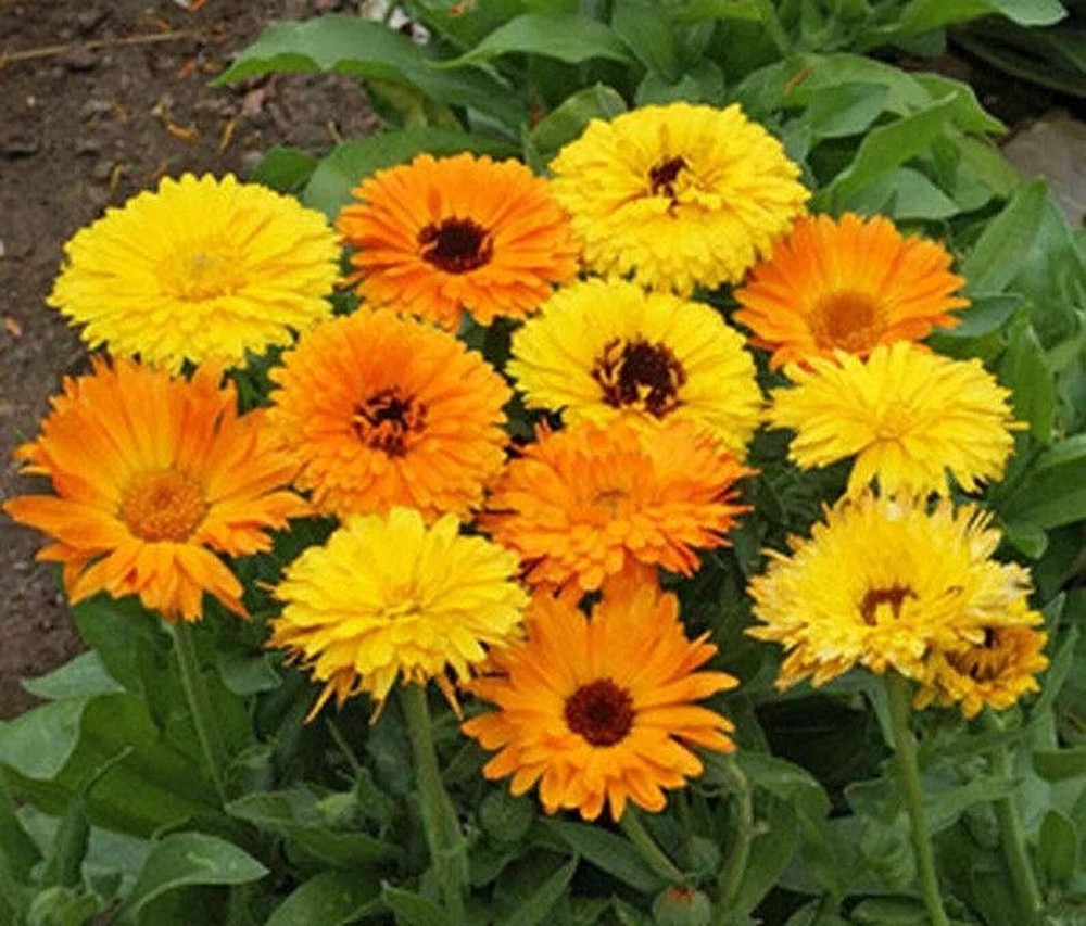 25 Seeds Calendula Pacific Beauty Mix Seeds (More Heirloom Organic Non GMO Veget