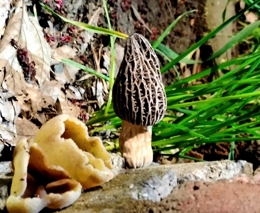 Magical Mushroom Life Cycle Kit for Kids