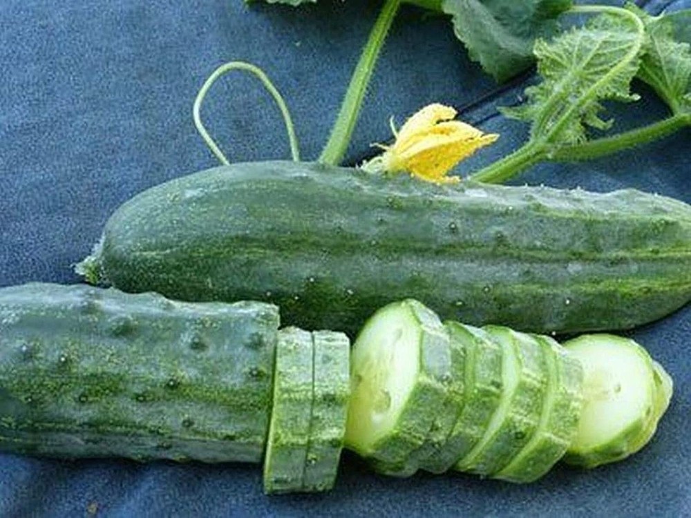 25 Seeds Early Green Cluster Cucumbers Seeds (More Heirloom Organic Non GMO Vege