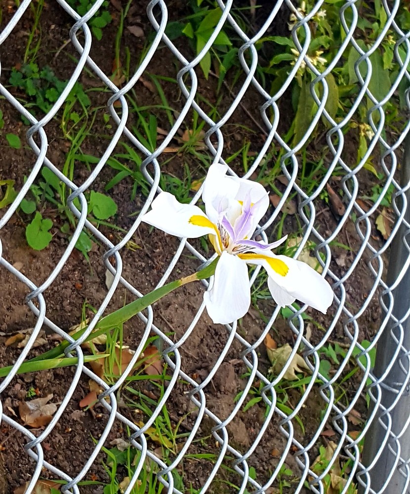 Spring Glow Digital Wallpaper for Desktop – Just $0.99 for 6 Stunning Images-image