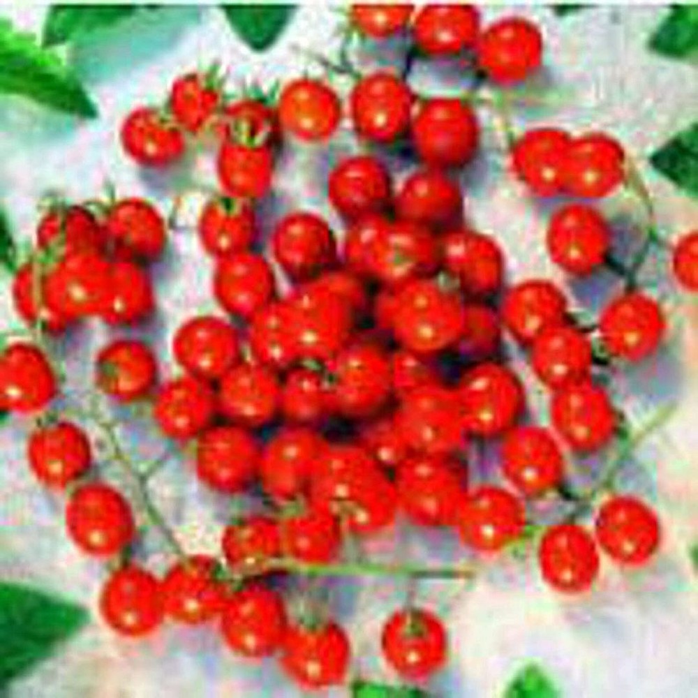 25 Heirloom Organic Non-GMO Mexico Midget Tomato Seeds