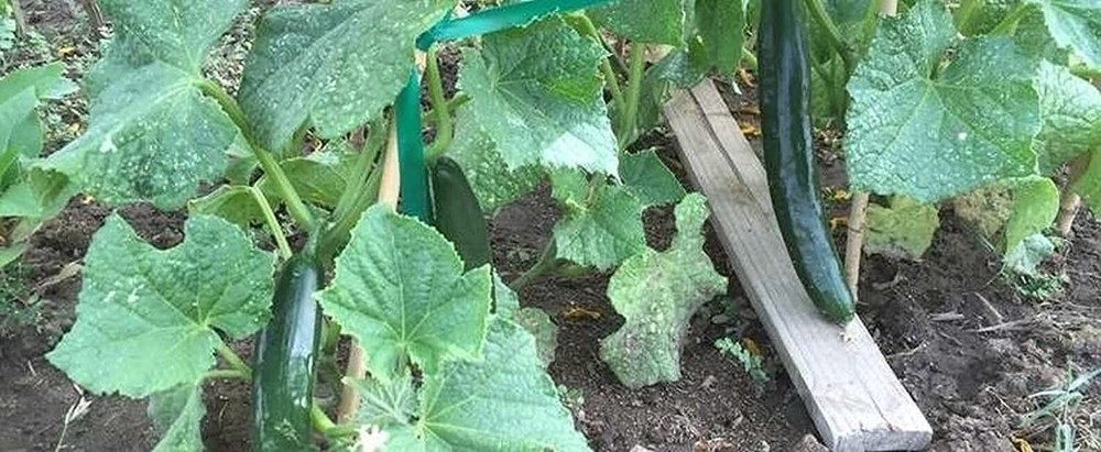 25 Seeds Tsuyataro Hybrid Cucumber Seeds (More Heirloom Organic Non GMO Vegetabl