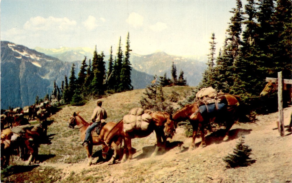 PACK TRAIN, OLYMPIC NATIONAL PARK, Hayden Pass, Mt. Olympus, Olympic Postcard