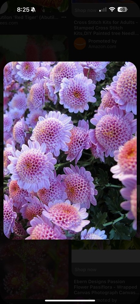 20 strawberry delight chrysanthemum flower seeds for spring summer pink White c