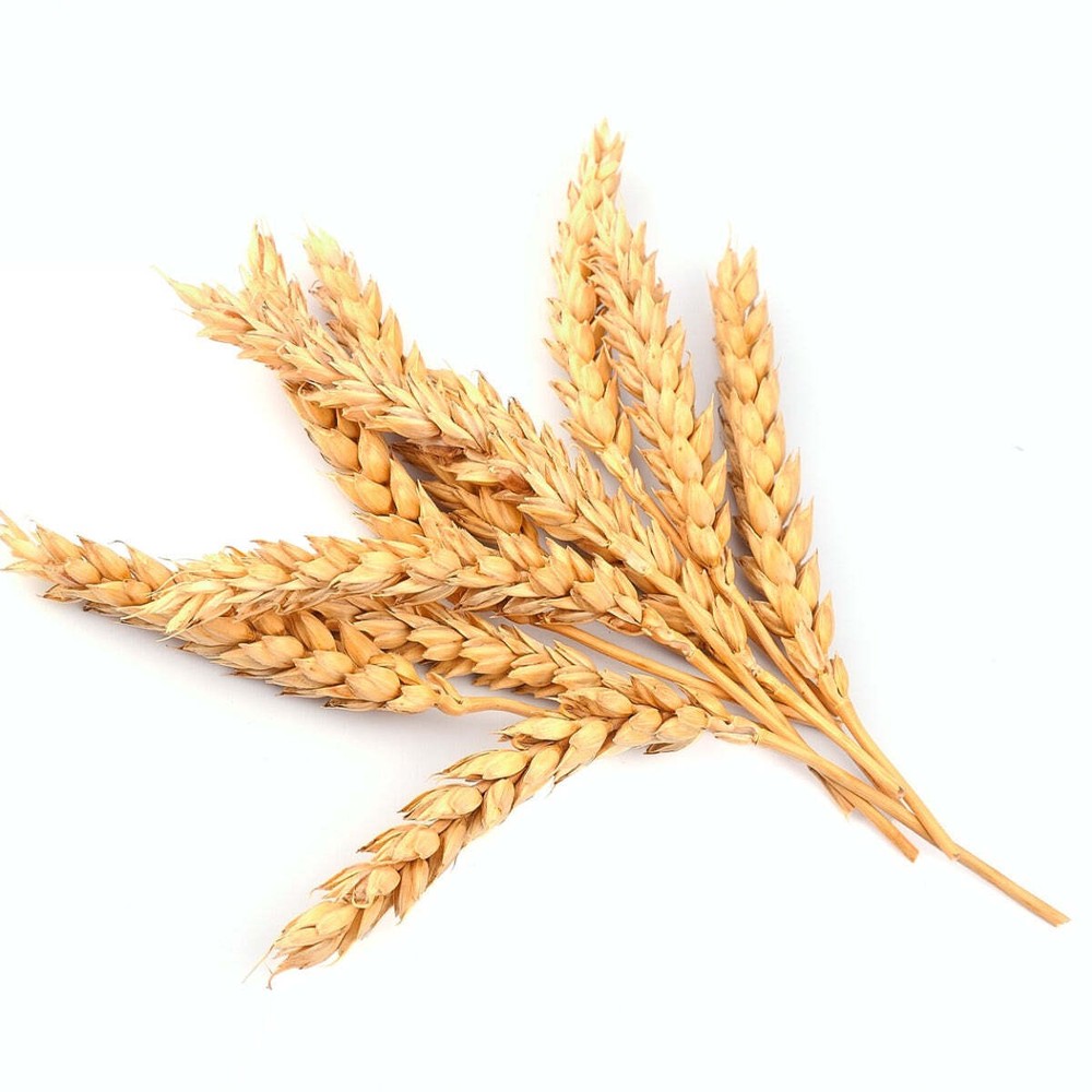 Wheat Hydrolysate PF • Conditioning • Moisturizing