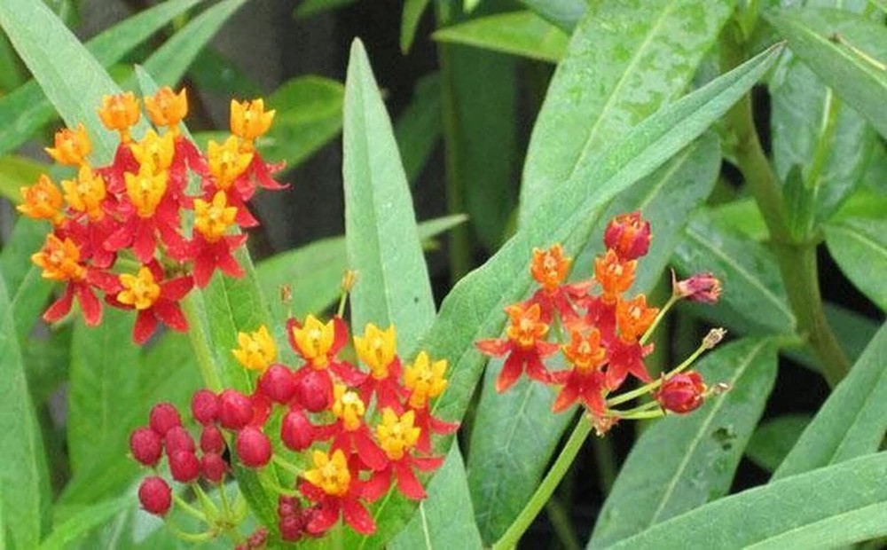 25 Seeds Monarch Butterfly Plant Seeds (More Heirloom Organic Non GMO Vegetable