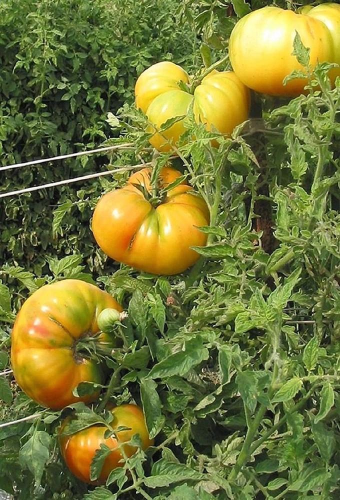 25 Seeds Hawaiian Pineapple Tomato Seeds (More Heirloom Organic Non GMO Vegetabl