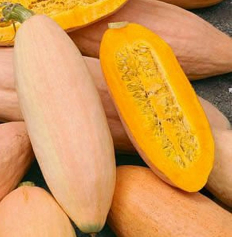 Pink Banana Winter Squash Seeds   binM5