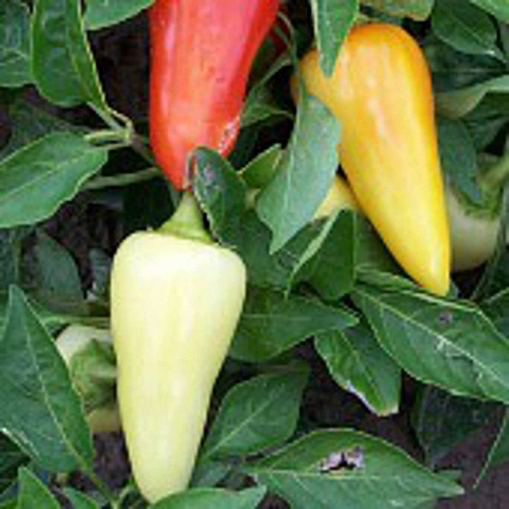 25 Seeds Santa Fe Grande Hot Peppers Seeds (More Heirloom Organic Non GMO Vegeta