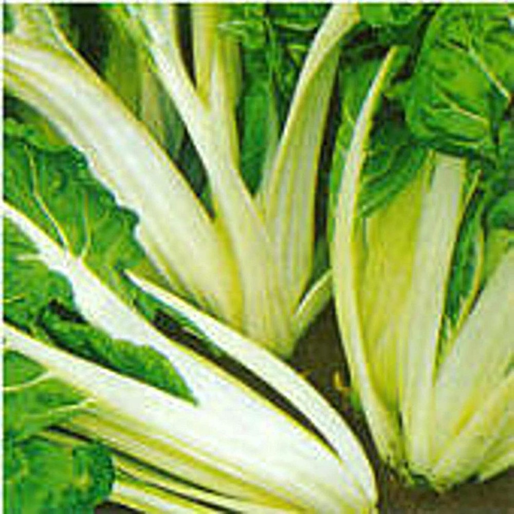 25 Seeds Silver Ice Swiss Chard Seeds (More Heirloom Organic Non GMO Vegetable F