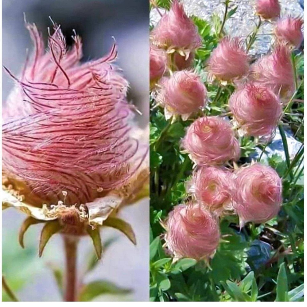 20 Prairie Smoke Fire Seeds Plants Garden Planting Colorful Rare Bonsai Black H