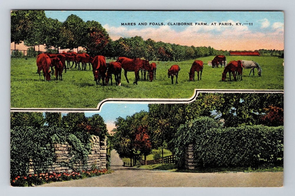 Paris KY-Kentucky, Mares & Foals, Vintage Postcard