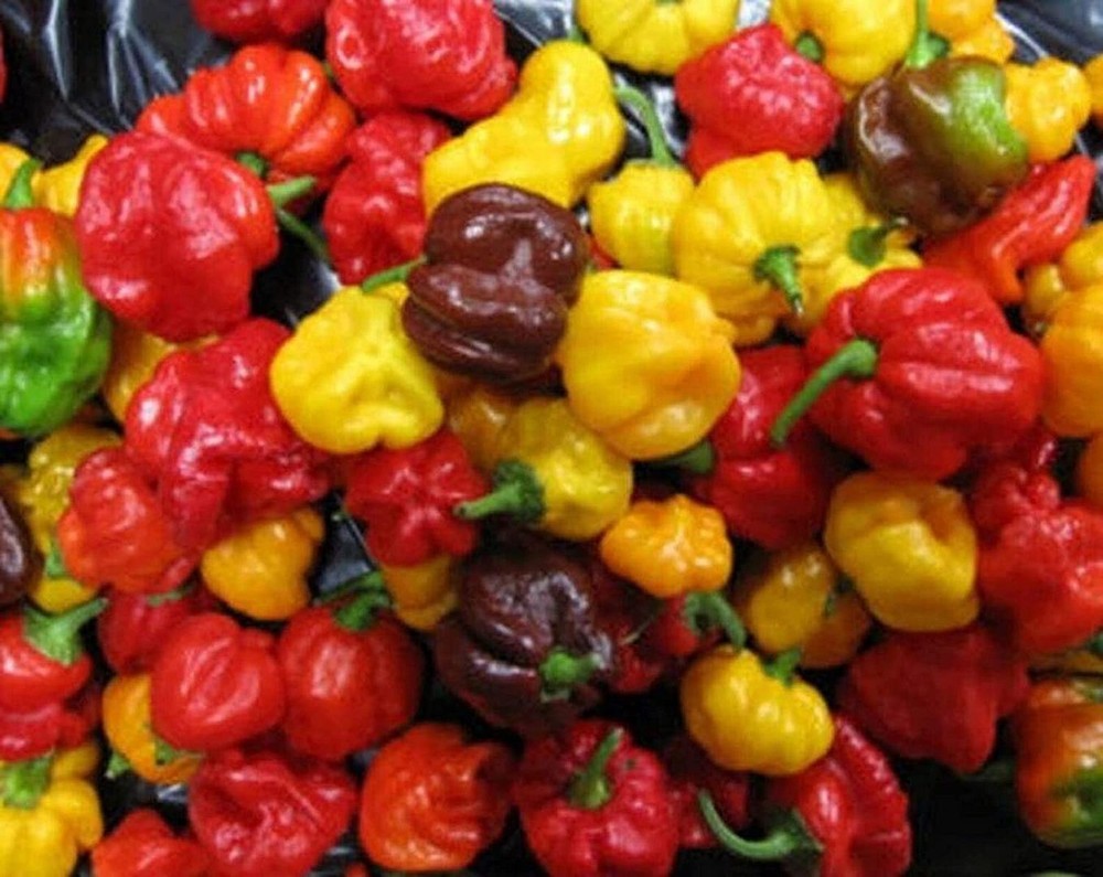 25 Seeds Habanero Caribbean Mix Seeds (More Heirloom Organic Non GMO Vegetable F