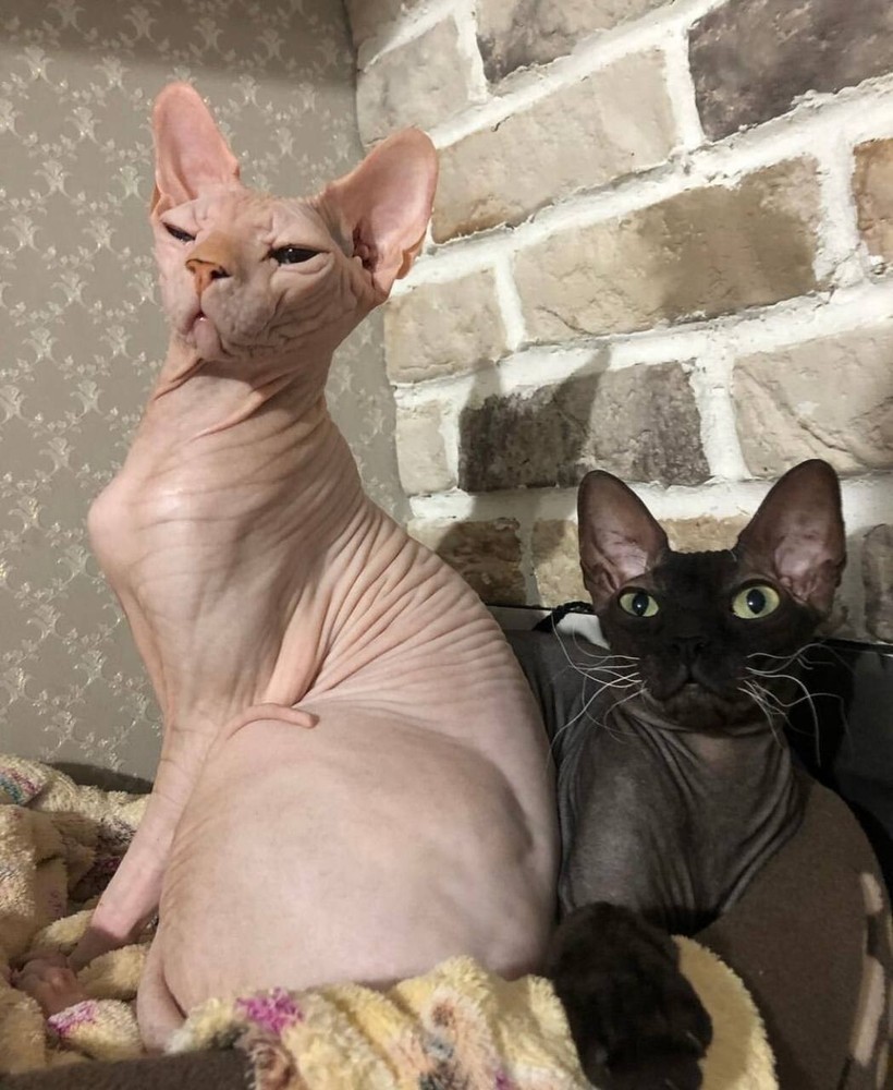 Digital Image Photo Background for PC and Mobile Wallpaper-image