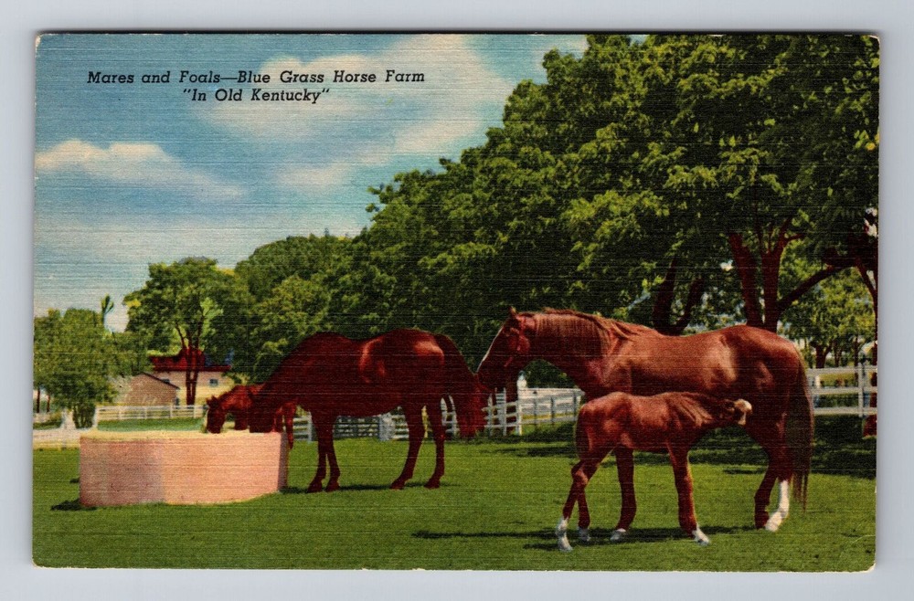 Lexington KY-Kentucky, Mares and Foals, Blue Grass Horse Farm, Vintage Postcard
