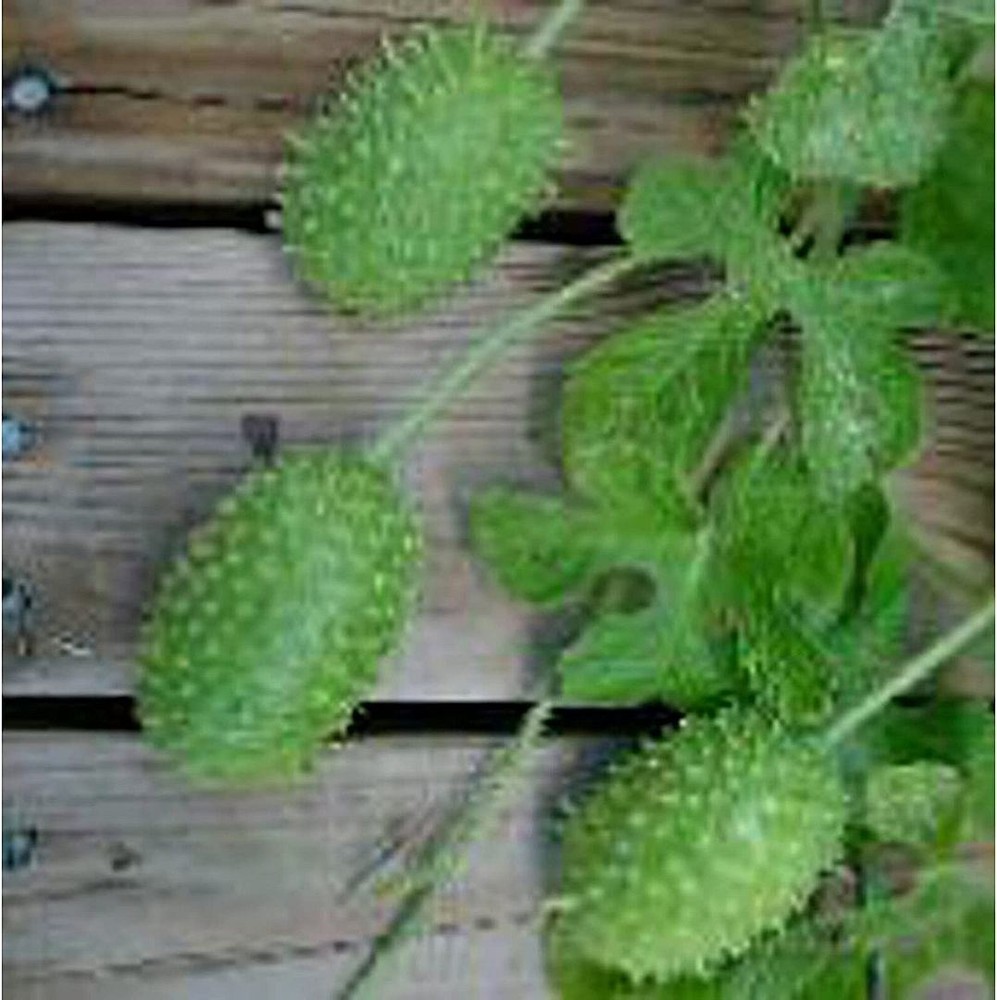 25 Seeds West Indian Gherkin Cucumbers Seeds (More Heirloom Organic Non GMO Vege
