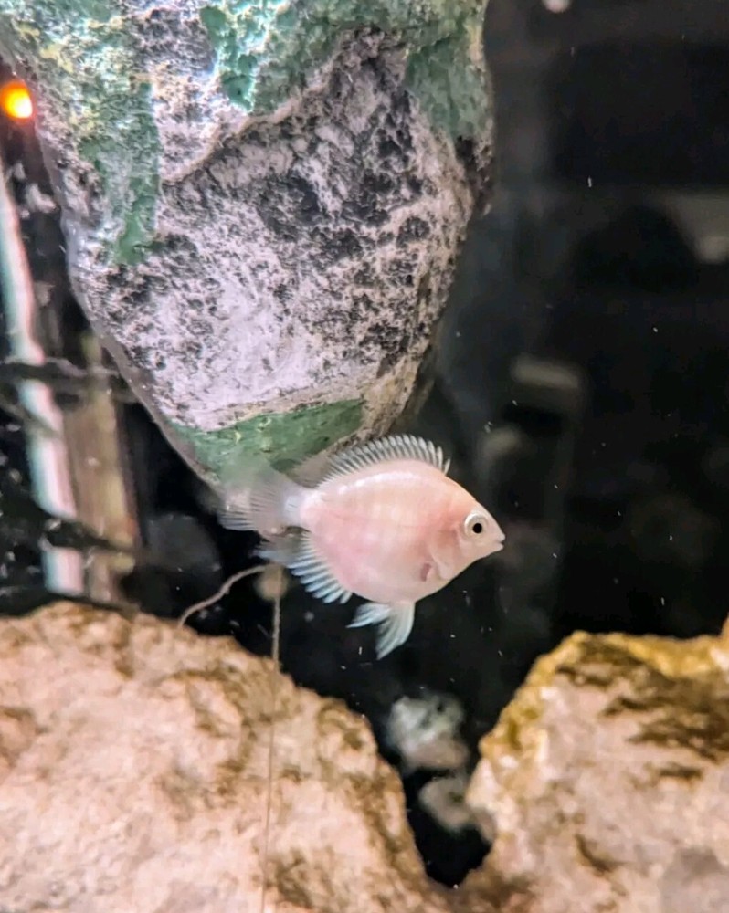 Platinum Polar Parrot Cichlid (2PCK-JUVENILE)
