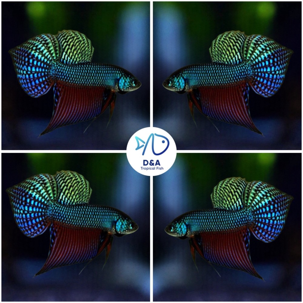 1 MALE - Live Betta Fish High Quality -  Wild Betta Alien Blue/Green Guitar.