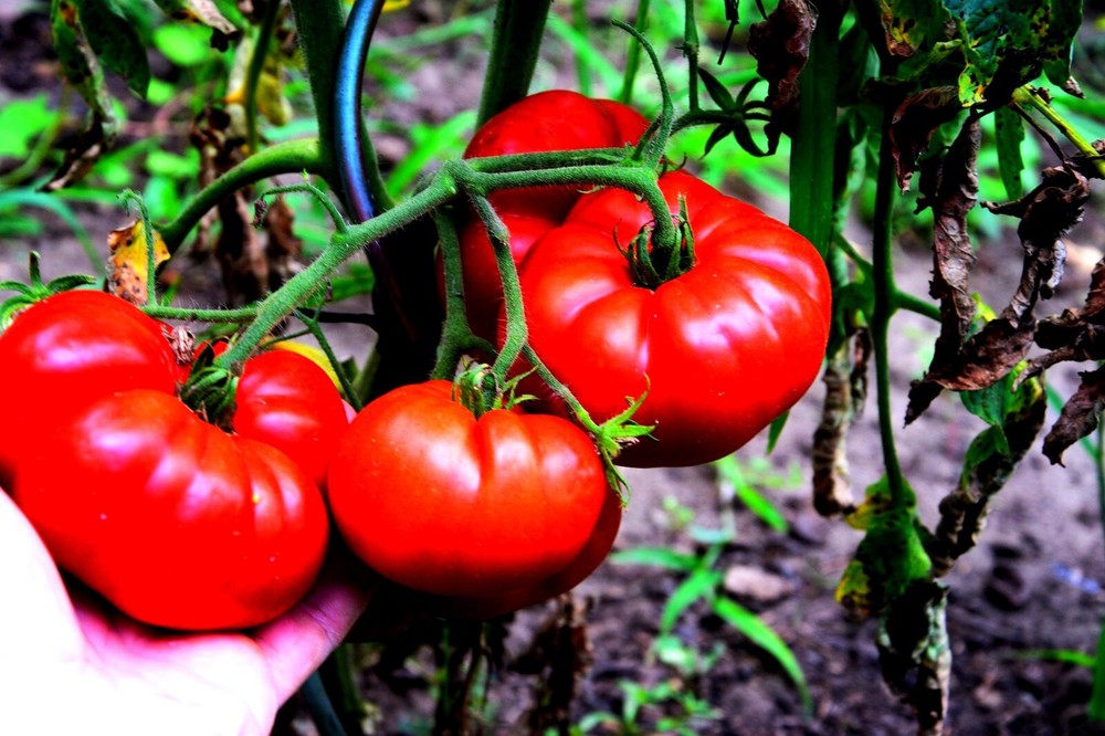 Digital Desktop Art Canon JPG Photography Free Delivery Big Vegetable Tomatoes  
