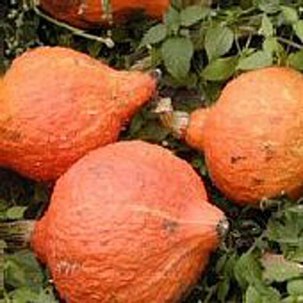 25 Seeds Golden Delicious Hubbard Squash Seeds (More Heirloom Organic Non GMO Ve
