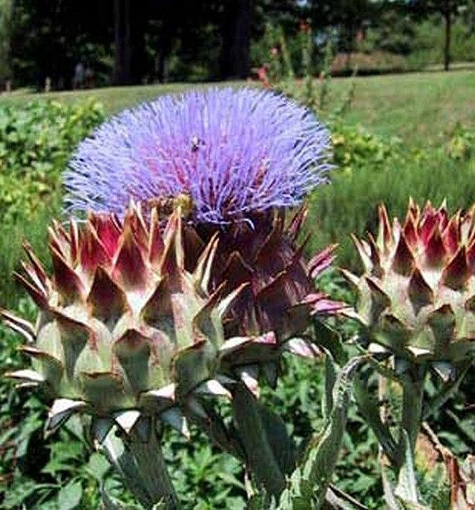 25 Seeds Pieno Inerme Cardoon Seeds (More Heirloom Organic Non GMO Vegetable Fru