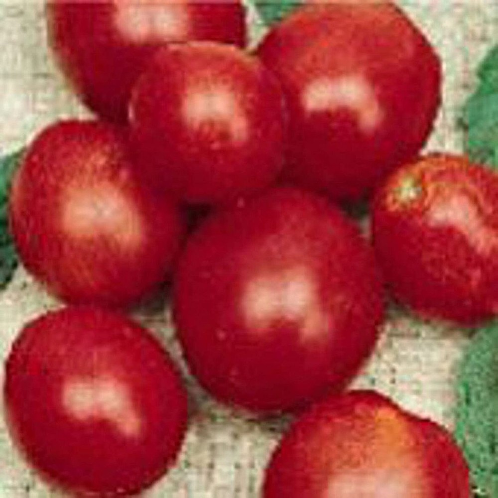 25 Organic Heirloom Crimson Fancy Tomato Seeds Non-GMO