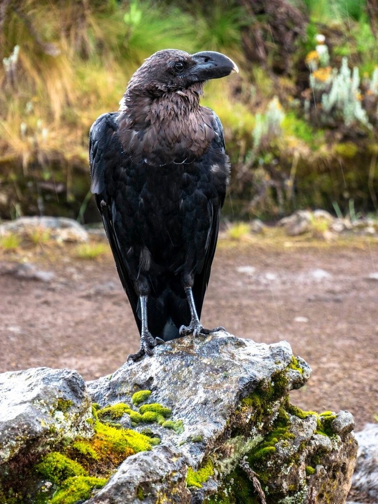 Digital Image Product Picture Photo Wallpaper Desktop Background Poster Cute Art