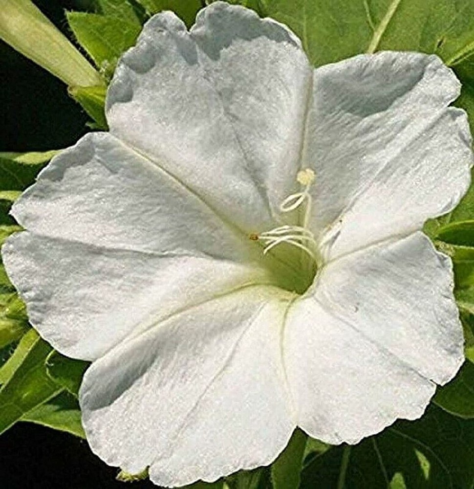 25 Seeds White Four O Clock Flower Seeds (More Heirloom Organic Non GMO Vegetabl