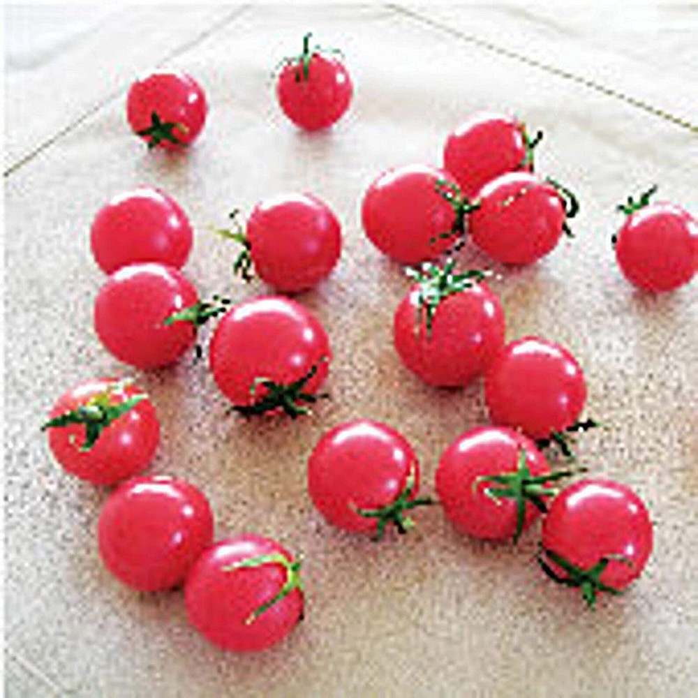 25 Seeds Sweet Treats Tomato Seeds (More Heirloom Organic Non GMO Vegetable Frui