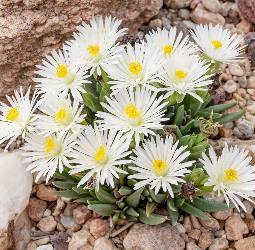 20 Ice plant drought resistant flower seeds for spring summer pink Yellow White