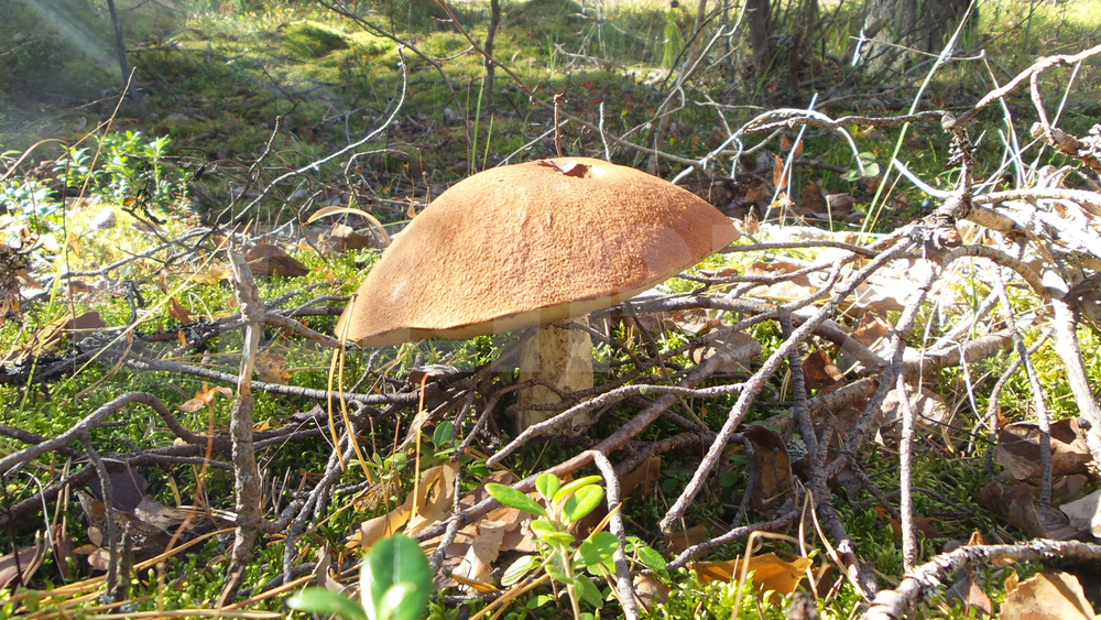 Photo Digital 300 dpi Wallpaper Image Picture Background Desktop Art - Mushrooms