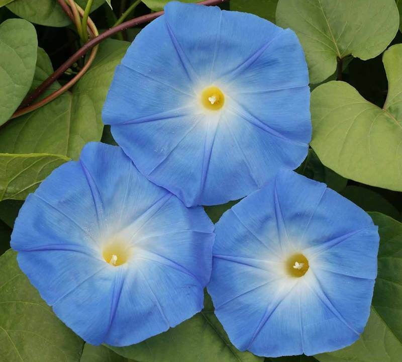 Heavenly Blue Morning Glory Flower Vine - Untreated Seeds - B277