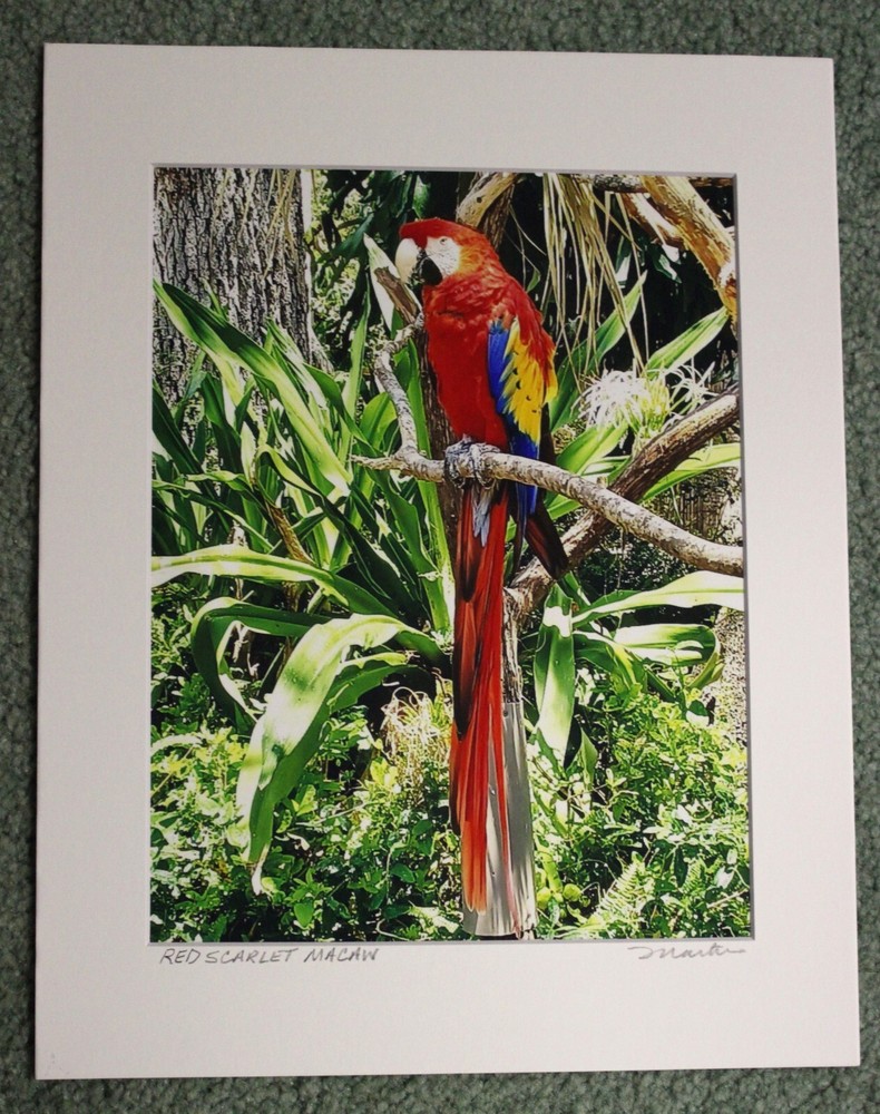 Digital Signed & Matted Photograph of a Stunning Red Scarlet Macaw by Martin-image