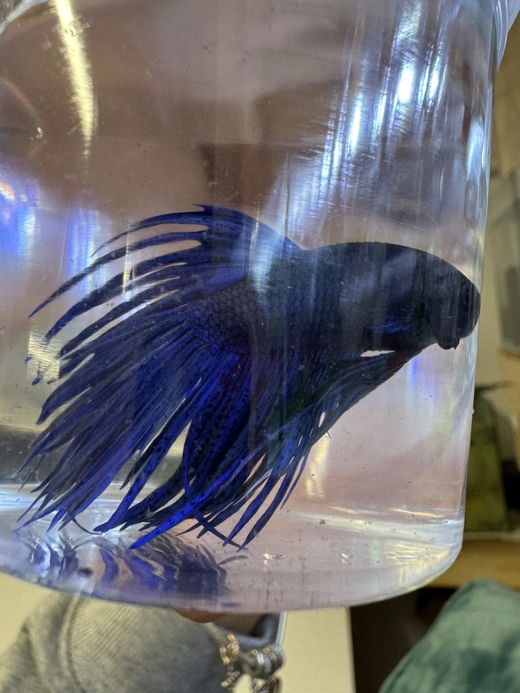 Crown tail Male Betta Live Fish