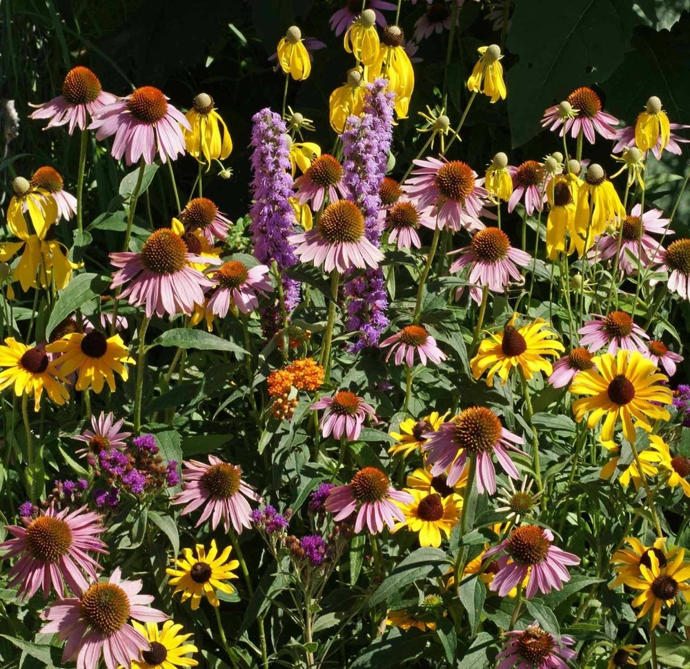 Midwest Wildflower Seed Mix - Annuals and Perennials - ST2