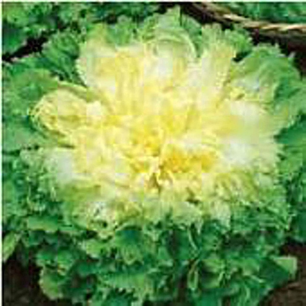 25 Seeds Batavian Full Hearted Endive Seeds (More Heirloom Organic Non GMO Veget