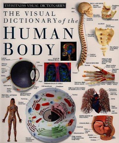 DK's Eyewitness Visual Dictionary of the Human Body – Discover Anatomy Visually-image