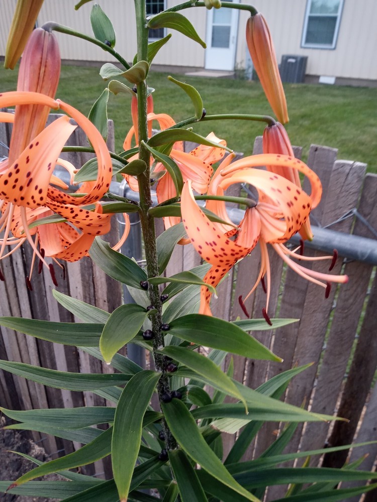 Double Orange Tiger lily (3) Bulbs, Lancium lily