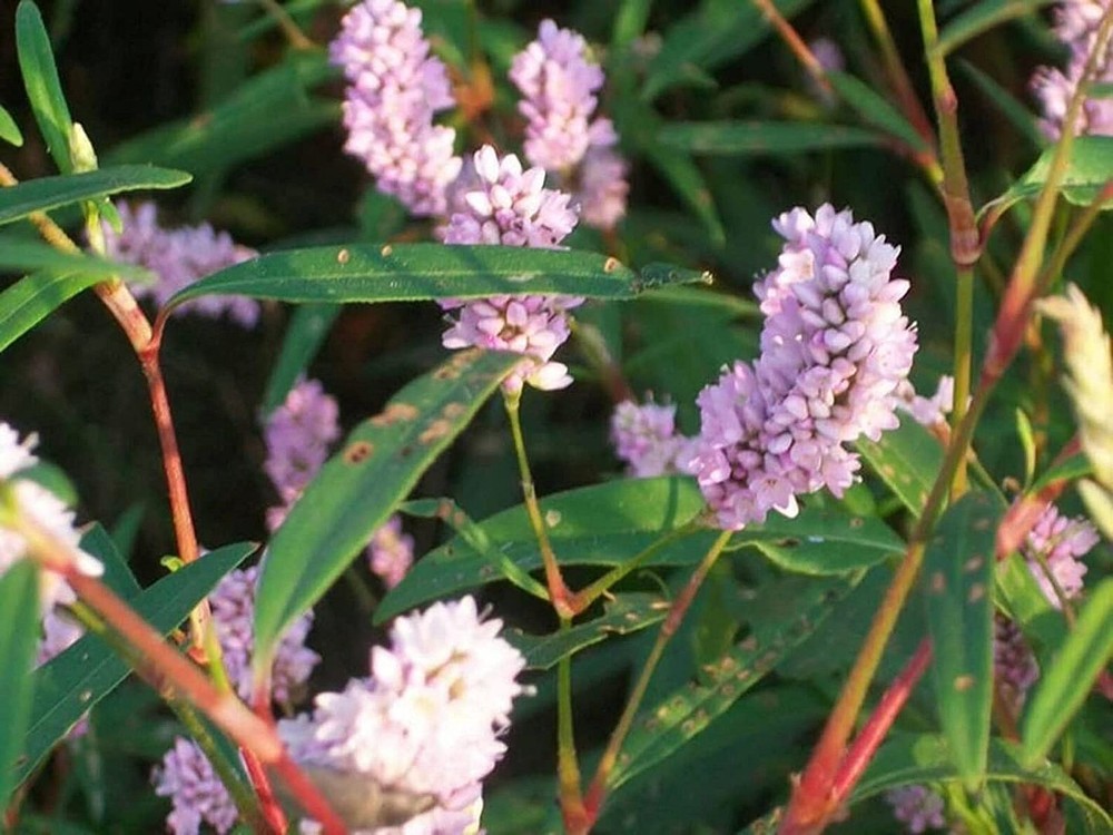 25 Seeds Pennsylvania Smartweed Seeds (More Heirloom Organic Non GMO Vegetable F