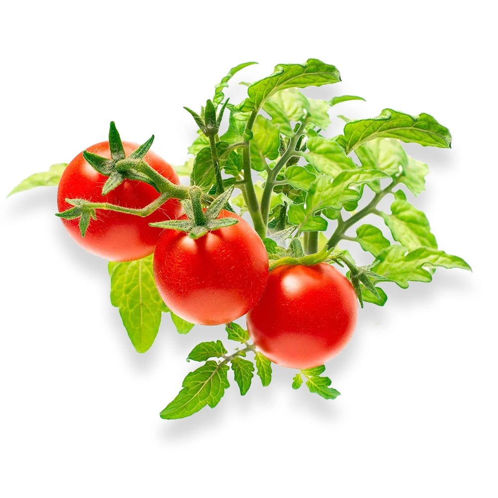 Mircro Tom Tomatoe - Complete Seed Pod Plugs with Plant Food - 10 Pods for Cl...