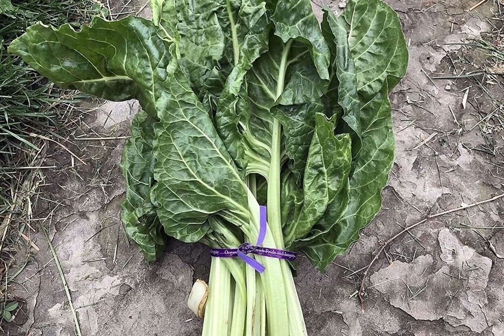 25 Seeds Silver Ice Swiss Chard Seeds (More Heirloom Organic Non GMO Vegetable F