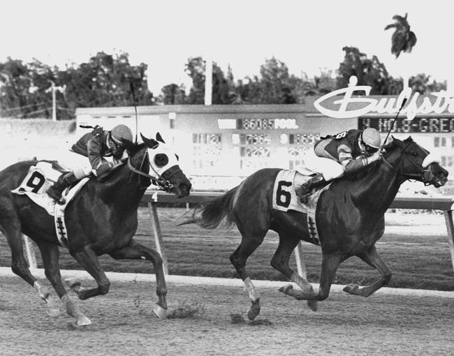 Papal Power Racehorse, Vintage Kentucky Derby Races B&W Photo Poster, Imagekind-image
