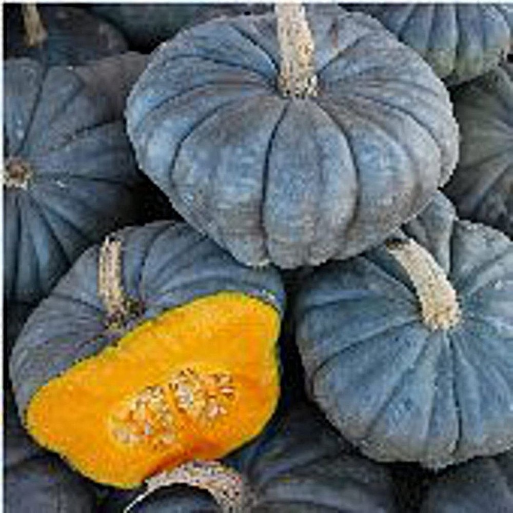 25 Seeds Queensland Blue Squash Seeds (More Heirloom Organic Non GMO Vegetable F